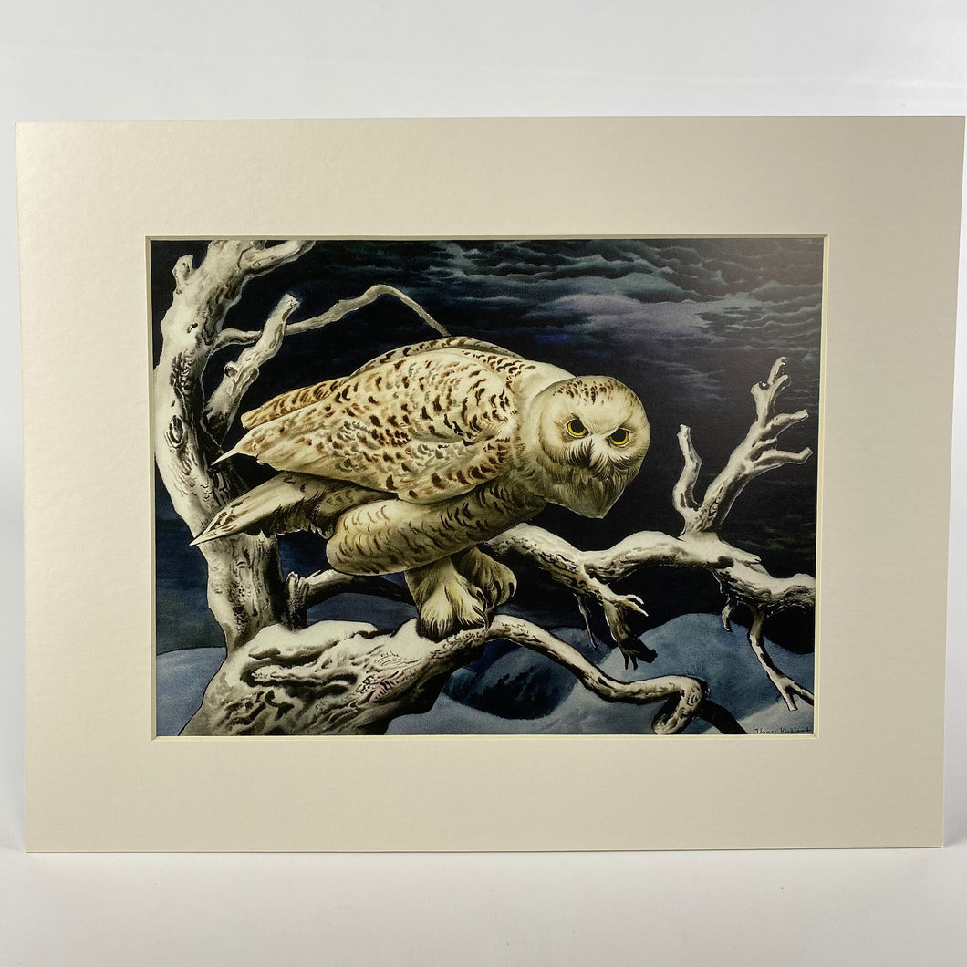 Snowy Owl Matted Print