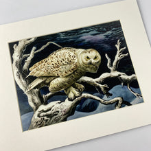 Load image into Gallery viewer, Snowy Owl Matted Print
